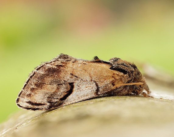 71.013 BF2003 Pebble Prominent Notodonta ziczac