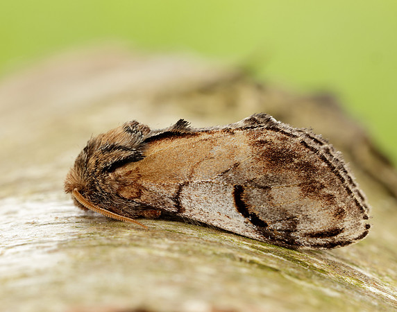 71.013 BF2003 Pebble Prominent Notodonta ziczac