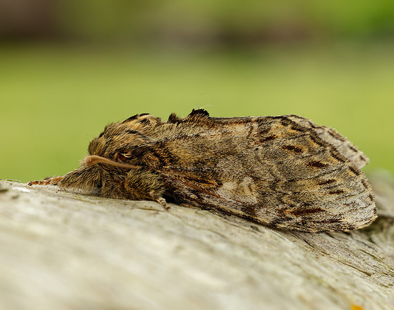 71.016 BF2005 Great Prominent Peridea anceps