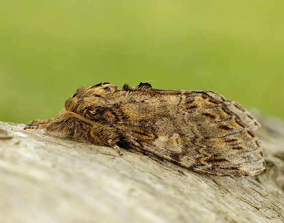 71.016 BF2005 Great Prominent Peridea anceps