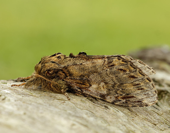 71.016 BF2005 Great Prominent Peridea anceps