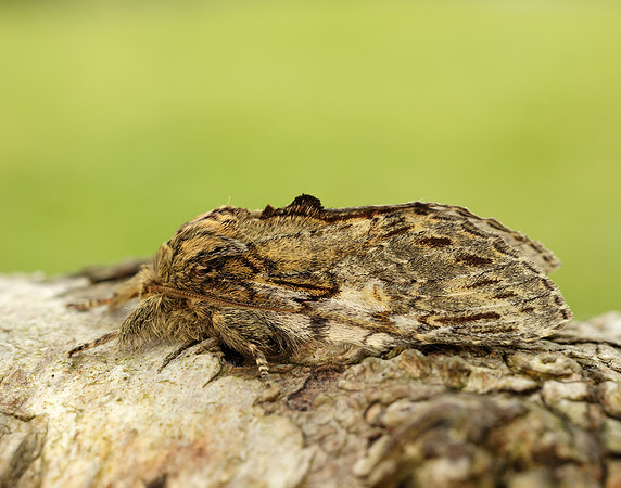 71.016 BF2005 Great Prominent Peridea anceps