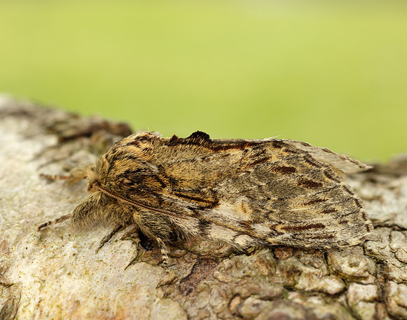 71.016 BF2005 Great Prominent Peridea anceps