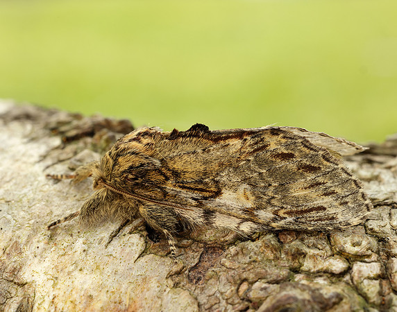 71.016 BF2005 Great Prominent Peridea anceps