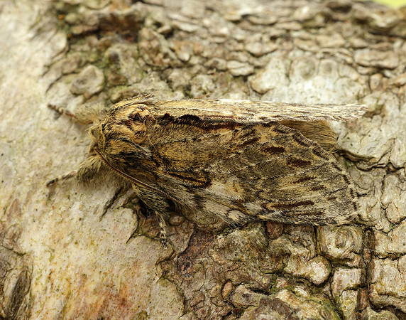 71.016 BF2005 Great Prominent Peridea anceps