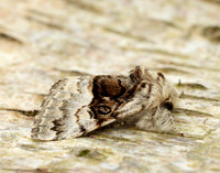 73.032 BF2425 Nut-tree Tussock Colocasia coryli