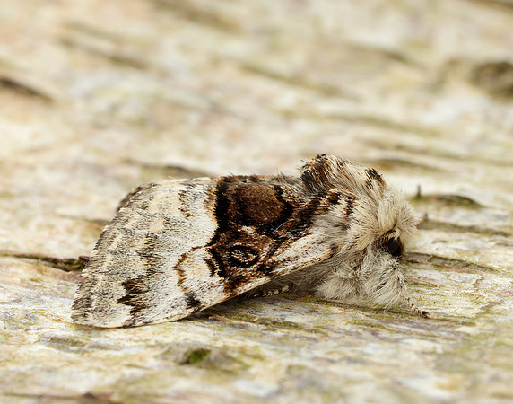 73.032 BF2425 Nut-tree Tussock Colocasia coryli