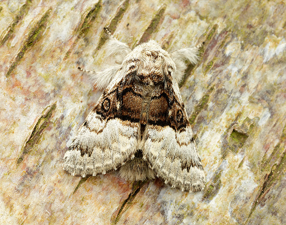 73.032 BF2425 Nut-tree Tussock Colocasia coryli