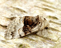 73.032 BF2425 Nut-tree Tussock Colocasia coryli