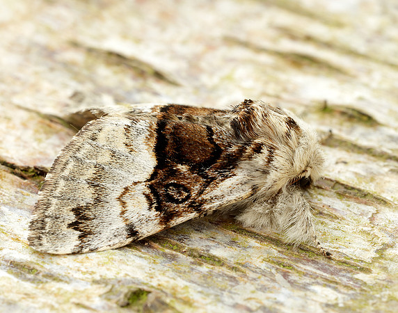 73.032 BF2425 Nut-tree Tussock Colocasia coryli