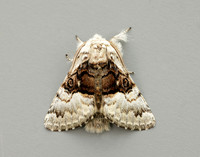 73.032 BF2425 Nut-tree Tussock Colocasia coryli