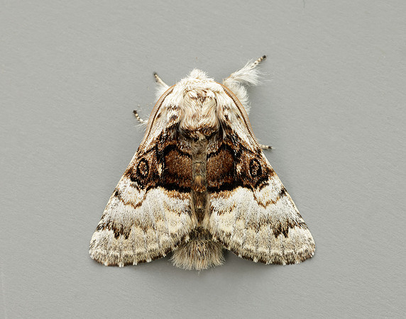 73.032 BF2425 Nut-tree Tussock Colocasia coryli