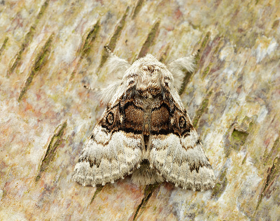 73.032 BF2425 Nut-tree Tussock Colocasia coryli
