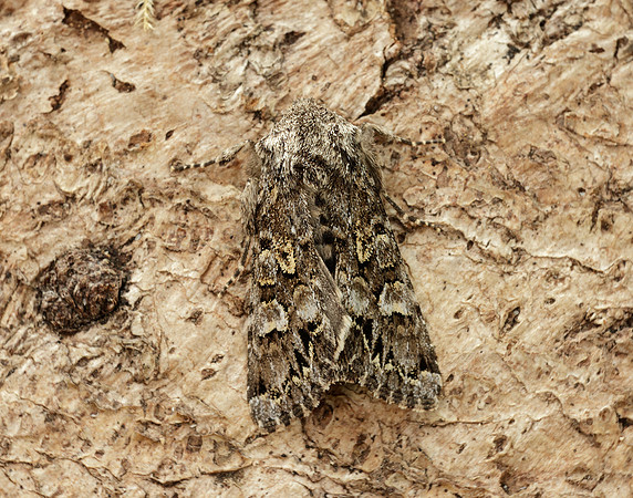73.272 BF2162 Glaucous Shears Papestra biren