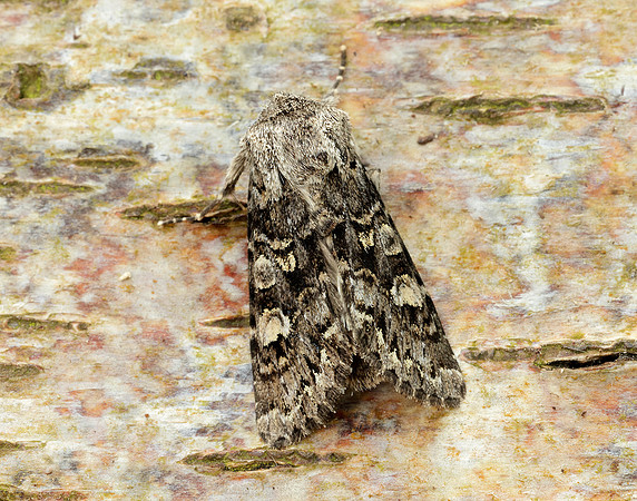 73.272 BF2162 Glaucous Shears Papestra biren