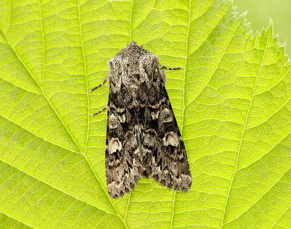 73.272 BF2162 Glaucous Shears Papestra biren