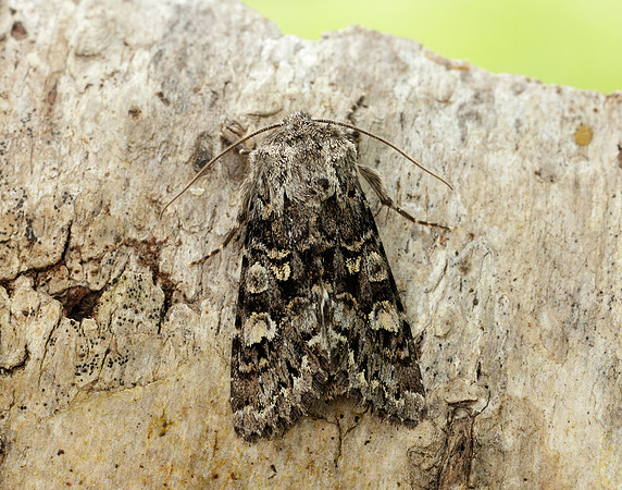 73.272 BF2162 Glaucous Shears Papestra biren