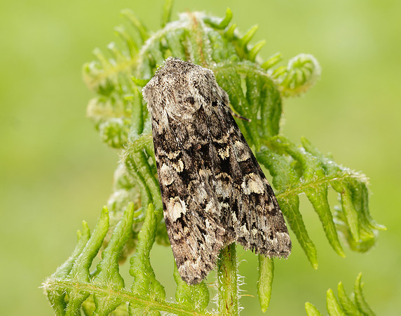 73.272 BF2162 Glaucous Shears Papestra biren