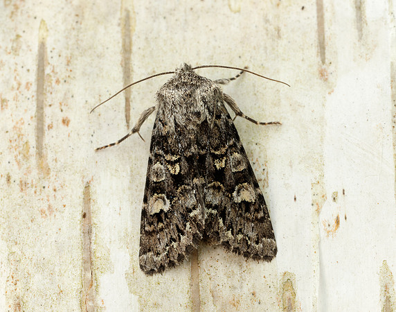 73.272 BF2162 Glaucous Shears Papestra biren