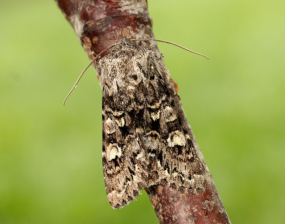 73.272 BF2162 Glaucous Shears Papestra biren