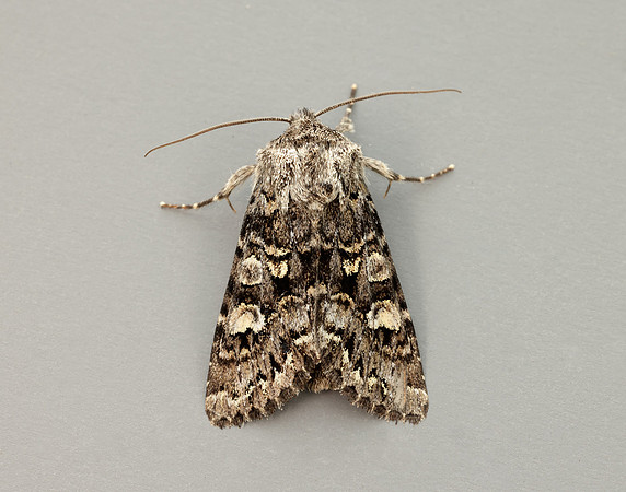 73.272 BF2162 Glaucous Shears Papestra biren