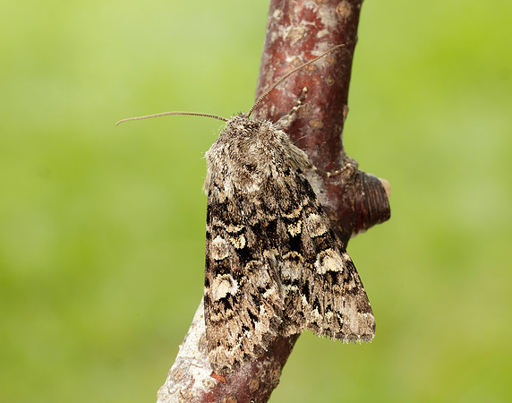73.272 BF2162 Glaucous Shears Papestra biren