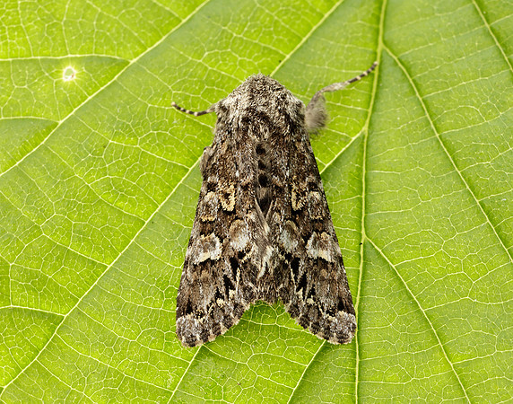 73.272 BF2162 Glaucous Shears Papestra biren