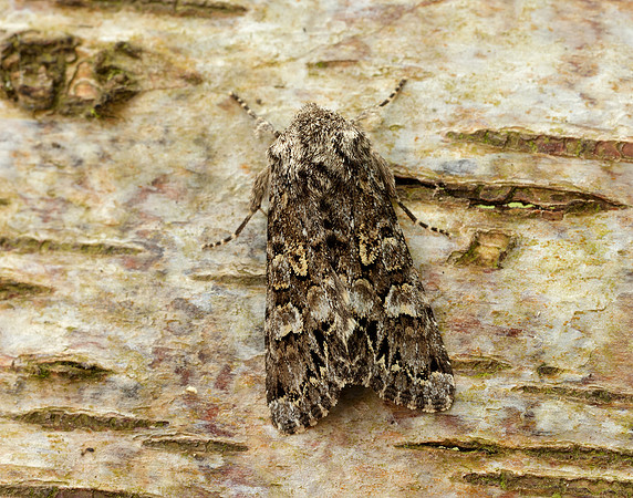 73.272 BF2162 Glaucous Shears Papestra biren