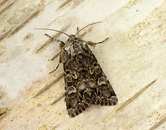 73.272 BF2162 Glaucous Shears Papestra biren
