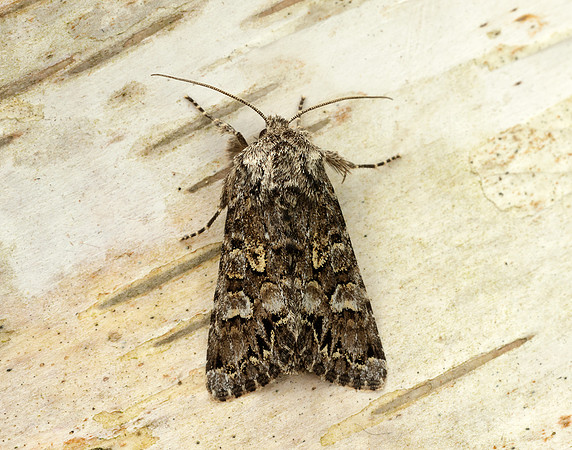 73.272 BF2162 Glaucous Shears Papestra biren