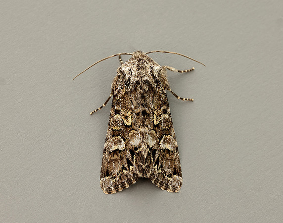 73.272 BF2162 Glaucous Shears Papestra biren