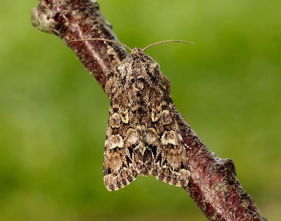 73.272 BF2162 Glaucous Shears Papestra biren