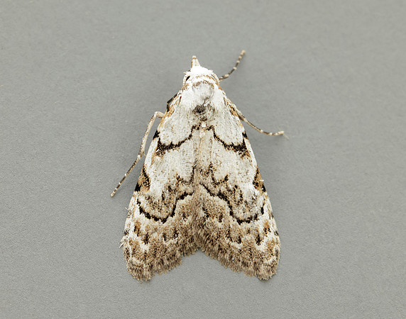 74.004 BF2078 Least Black Arches Nola confusalis