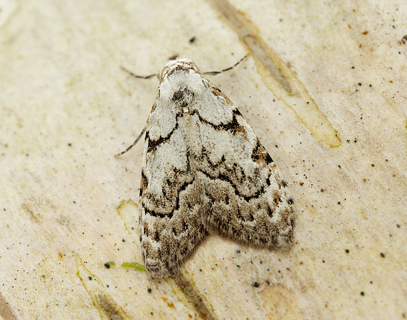 74.004 BF2078 Least Black Arches Nola confusalis
