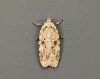 32.017 BF697 Agonopterix arenella