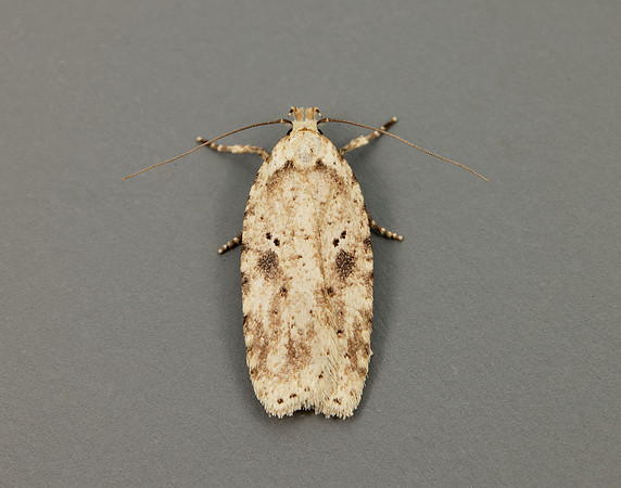 32.017 BF697 Agonopterix arenella