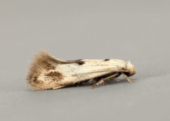 38.039 BF609 Elachista maculicerusella
