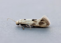 38.039 BF609 Elachista maculicerusella