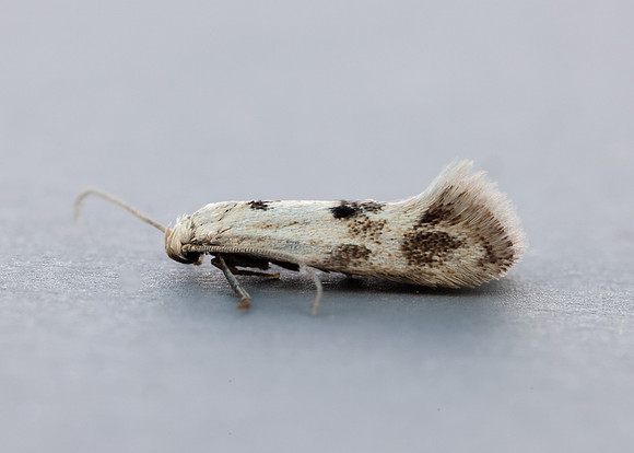 38.039 BF609 Elachista maculicerusella