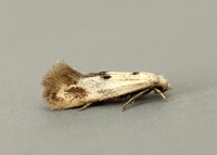 38.039 BF609 Elachista maculicerusella