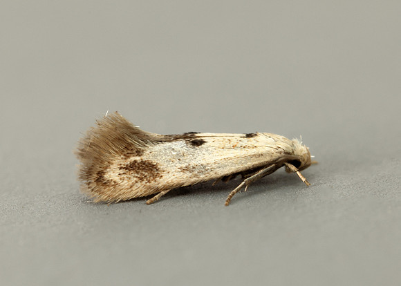 38.039 BF609 Elachista maculicerusella