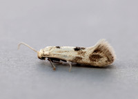 38.039 BF609 Elachista maculicerusella