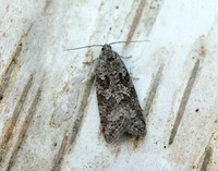 49.049 BF1024 Light Grey Tortrix Cnephasia incertana