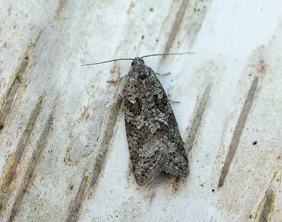 49.049 BF1024 Light Grey Tortrix Cnephasia incertana