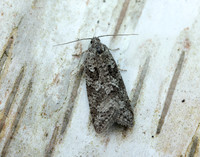 49.049 BF1024 Light Grey Tortrix Cnephasia incertana