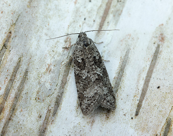 49.049 BF1024 Light Grey Tortrix Cnephasia incertana