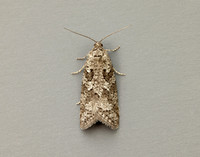 49.049 BF1024 Light Grey Tortrix Cnephasia incertana