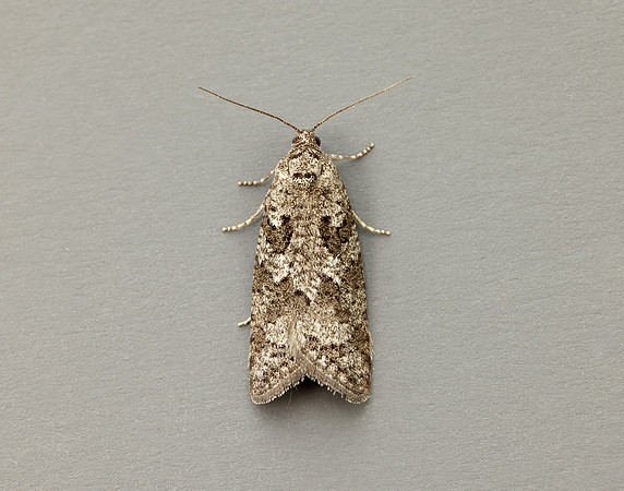 49.049 BF1024 Light Grey Tortrix Cnephasia incertana