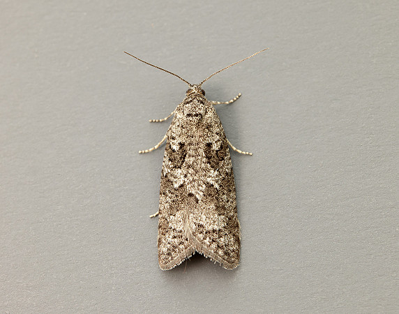 49.049 BF1024 Light Grey Tortrix Cnephasia incertana