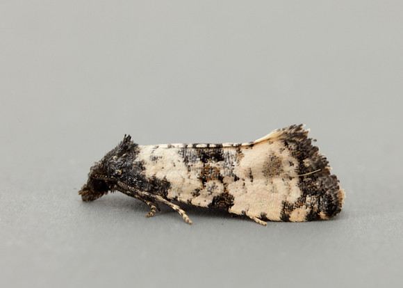 49.139 BF966 Cochylis atricapitana